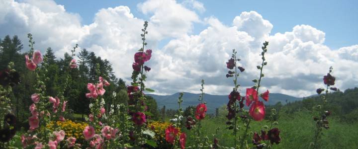 Field and Flowers