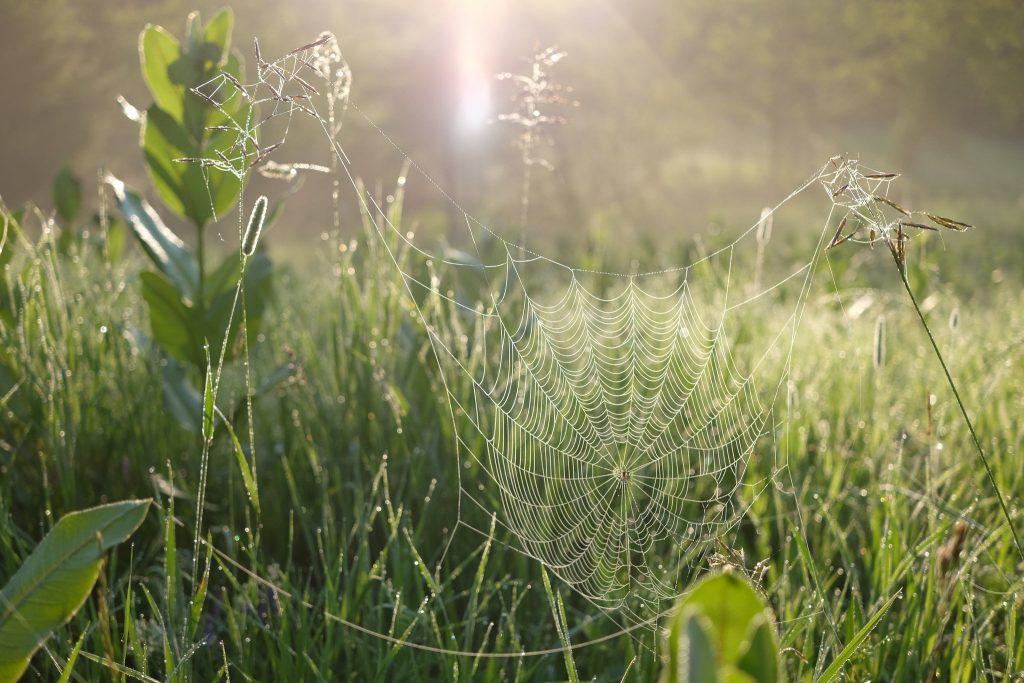 Spiderweb in sunlight