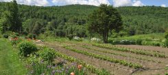 Karmê Chöling's Garden sparkles the day after a spring rain.