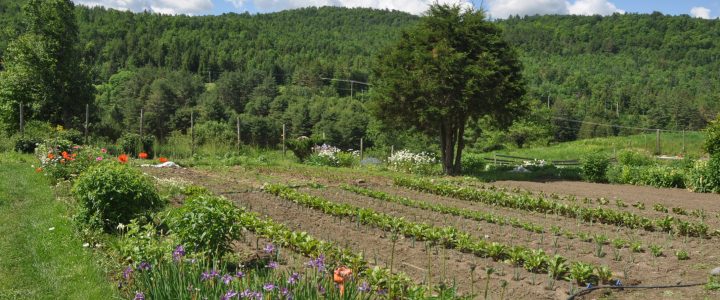 Karmê Chöling's Garden sparkles the day after a spring rain.