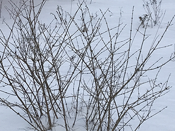 Naked shrubs in the snow at Karme Choling.