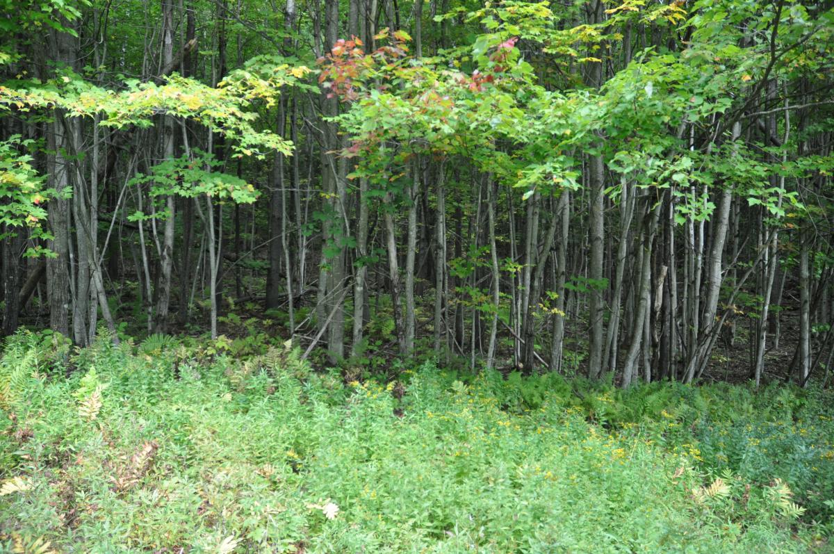 Buddhist Solitary Retreat Cabin, Karme Choling