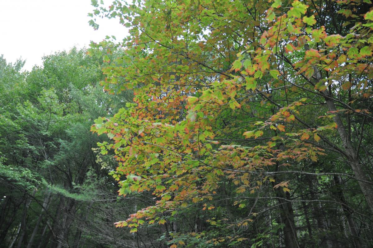 Buddhist Solitary Retreat Cabin, Karme Choling